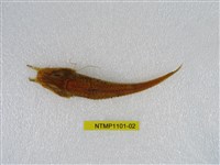 藏品(東方黃魴)的圖片